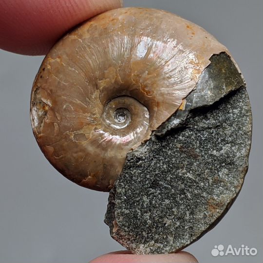 31 мм. Аммонит Beudanticeras. Россия