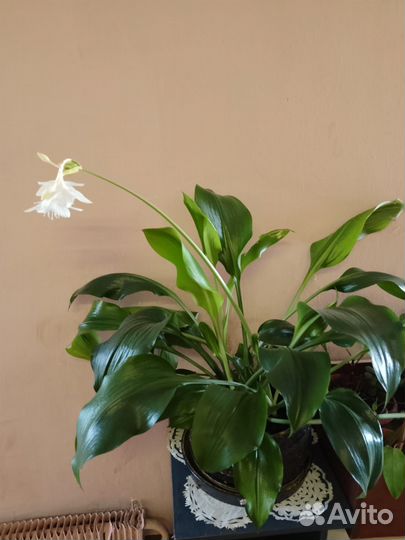 Эухарис амазонская лилия