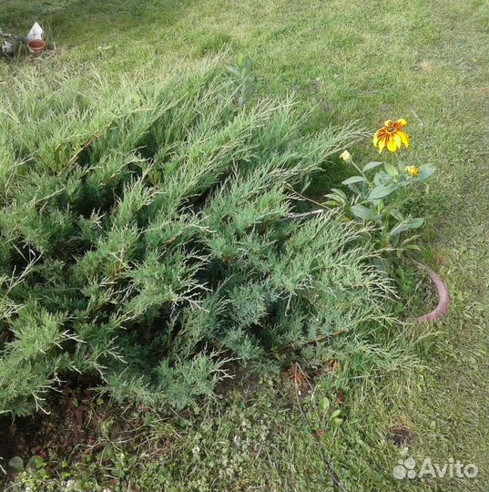 Можжевельник