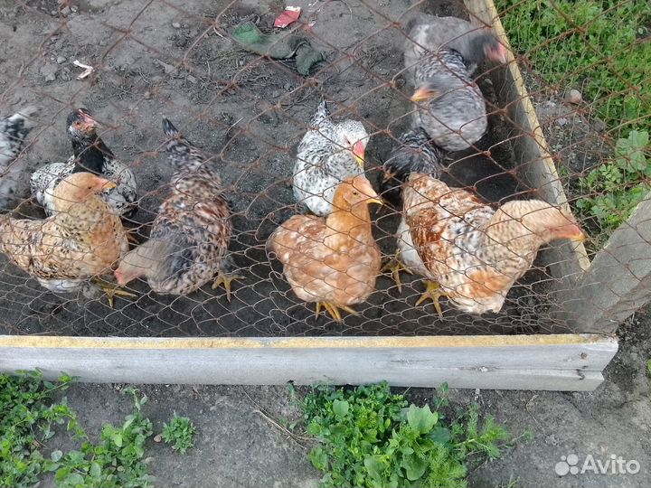 Продам подрощеных цеплят