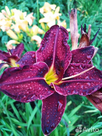 Лилейники сортовые