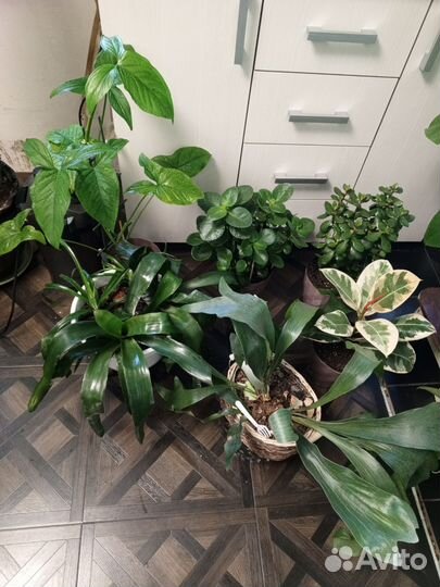 Комнатные цветы