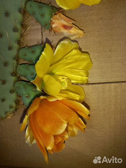 Кактус опунция уличный