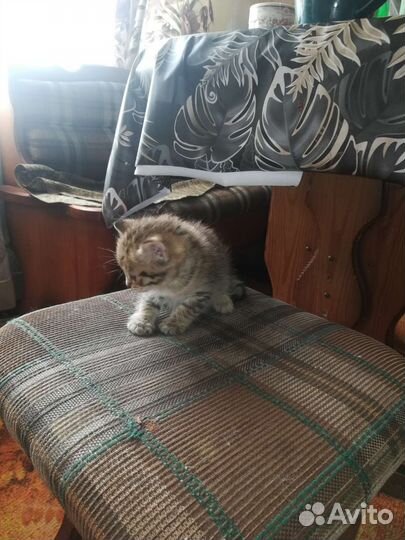 Котята в добрые руки бесплатно, начал кушать сам