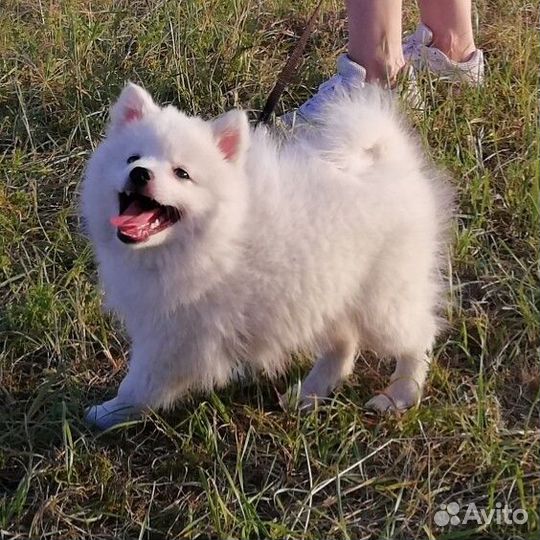 Японский шпиц, мальчик