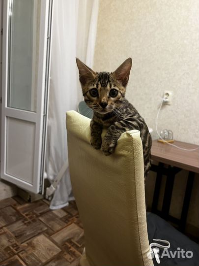 Бенгкальский котенок