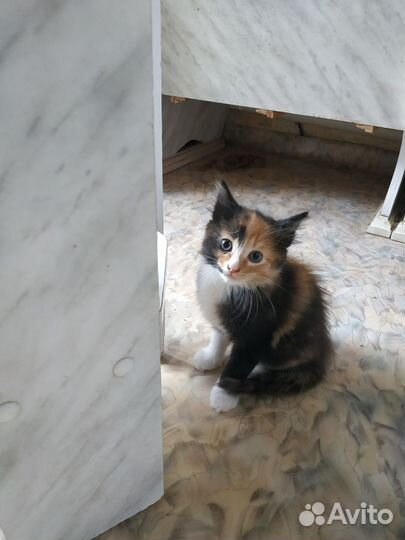 Трехшерстный котенок