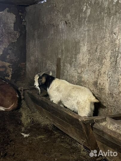 Бурский козел