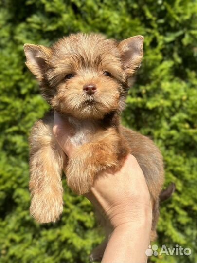 Йоркширский терьер золотой мальчик