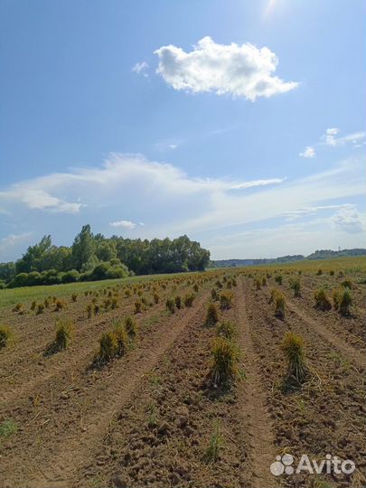 Готовый бизнес, инвестиции в сельское хозяйство