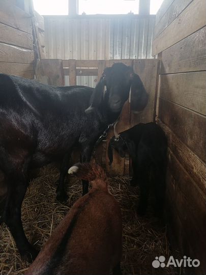 Нубийские козлята и коза