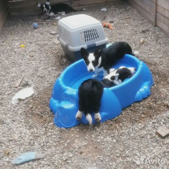 Вельш-корги