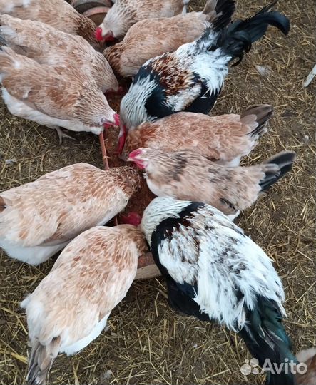 Инкубационное яйцо породных кур