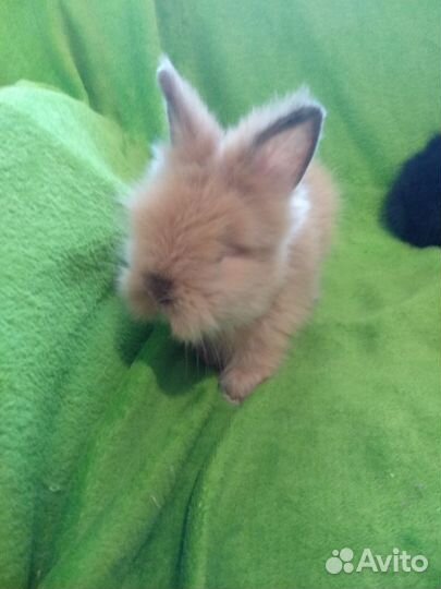 Кролик ангорский карликовый