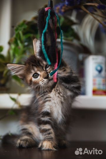 Котята мейн-кун