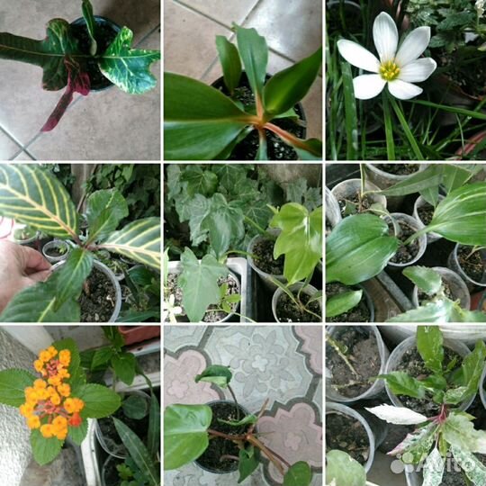 Гибискусы и другие цветы