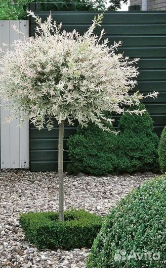 Ива японская Хакуро Нишики