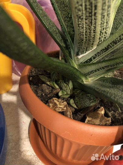 Суккулент гастерия