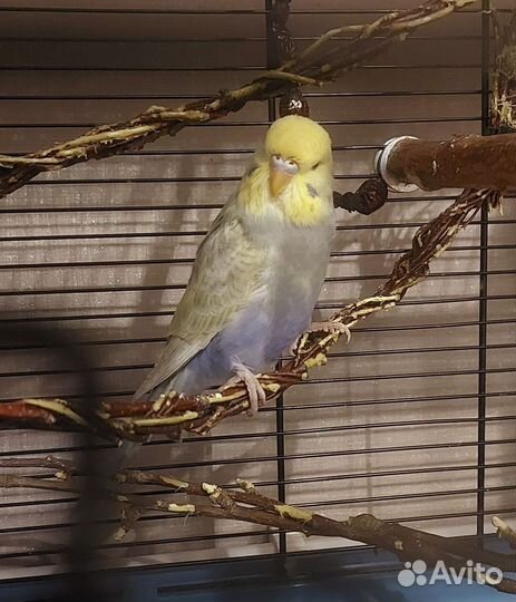 Волнистый попугай радужная получех самка