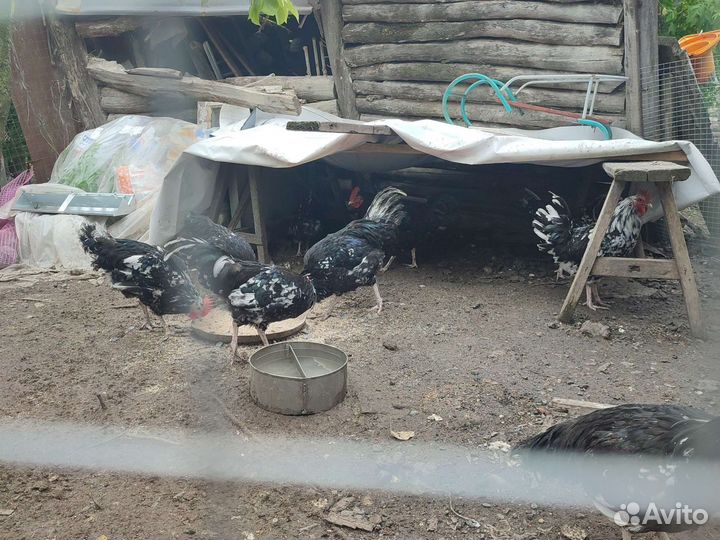 Петух, птица, птица домашняя