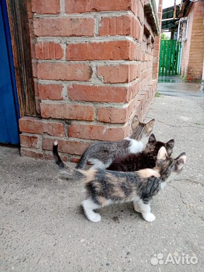 Отдам котят в добрые руки