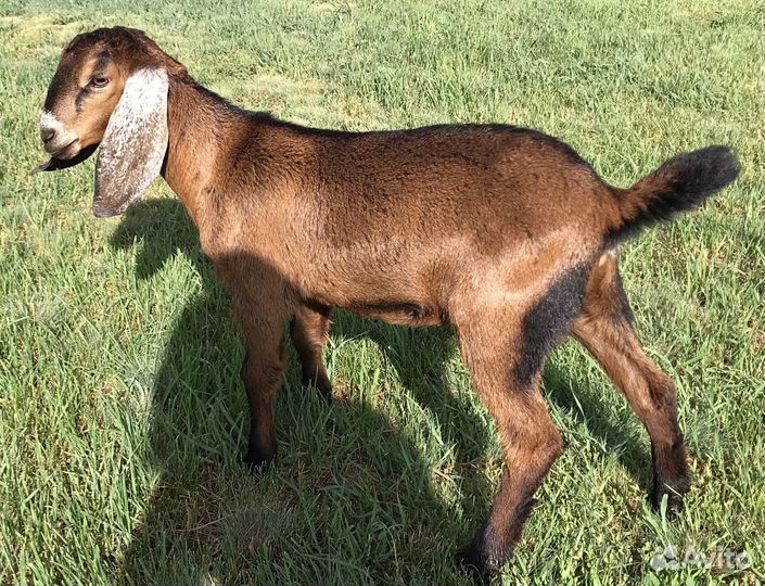 Нубийские козочки козы 100%