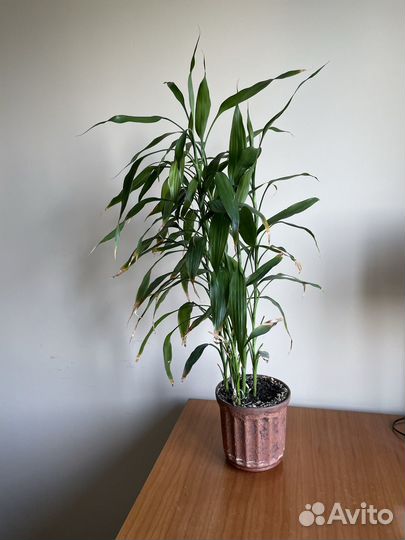 Комнатные растения цветы большие и маленькие