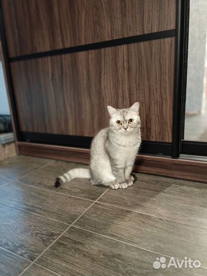 Шотланская кошка