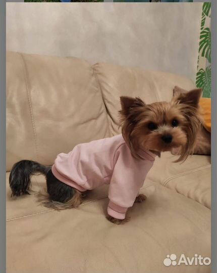 Худи для собак и кошек