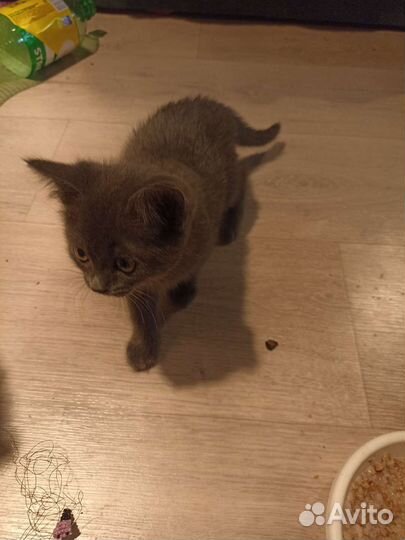 Кошки в дар