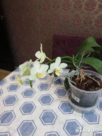 Орхидеи, ук. Чер. Бугенвиллия