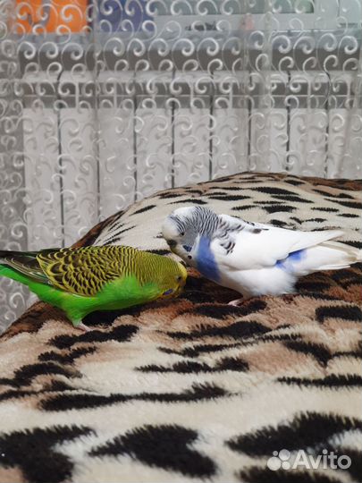 Волнистые попугаи пара