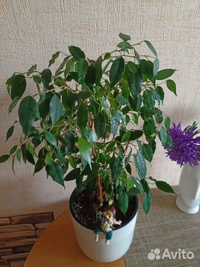 Фикус бенджамина