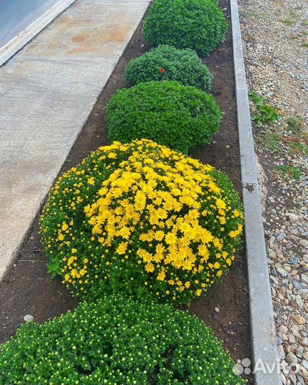 Хризантемы мультифлора