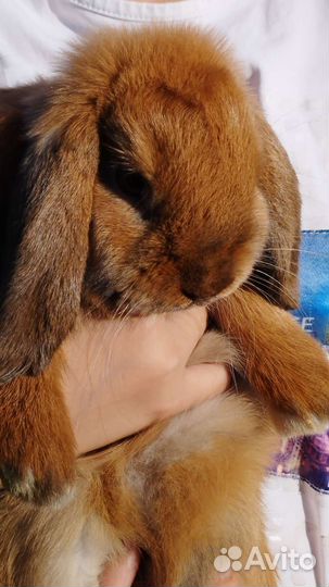 Вислоухий декоративный карликовый кролик