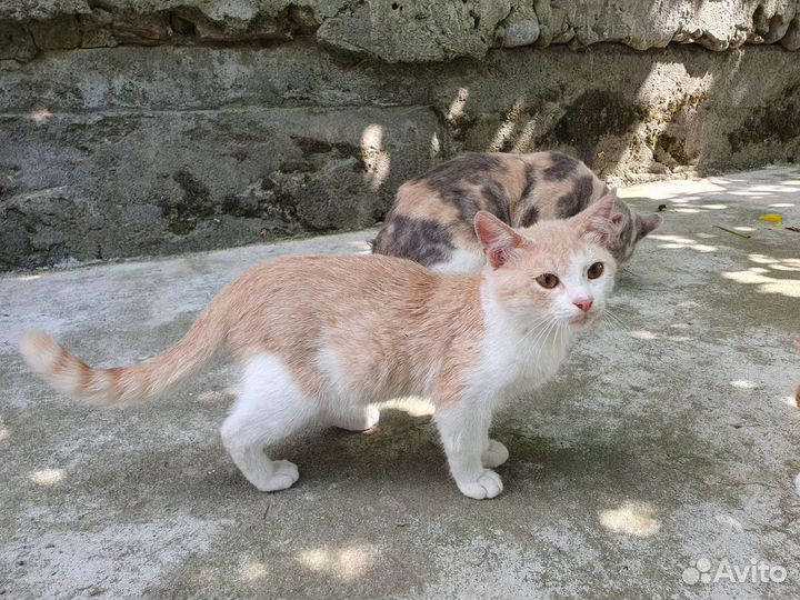 Котята в добрые руки бесплатно