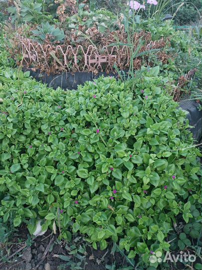 Растения для сада