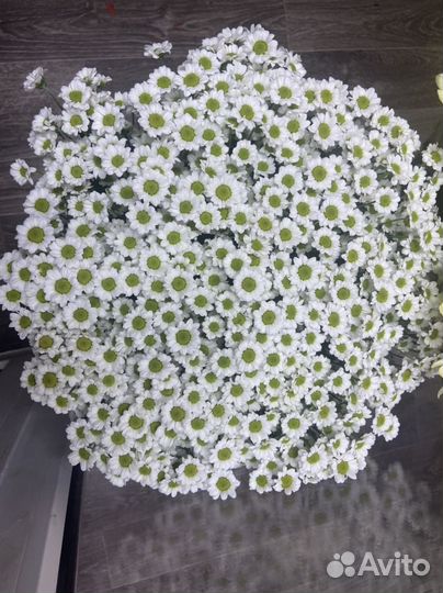 Букет из хризантем 25 шт