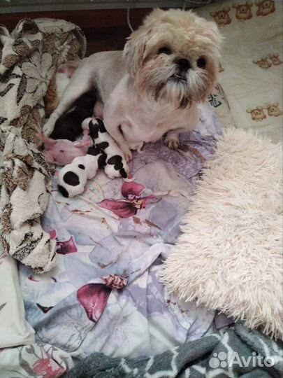 Щенки ши-тцу