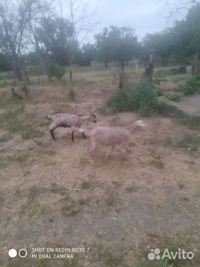 Продаются козлята