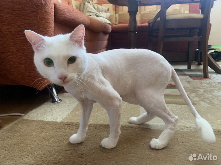 Стрижка кошек