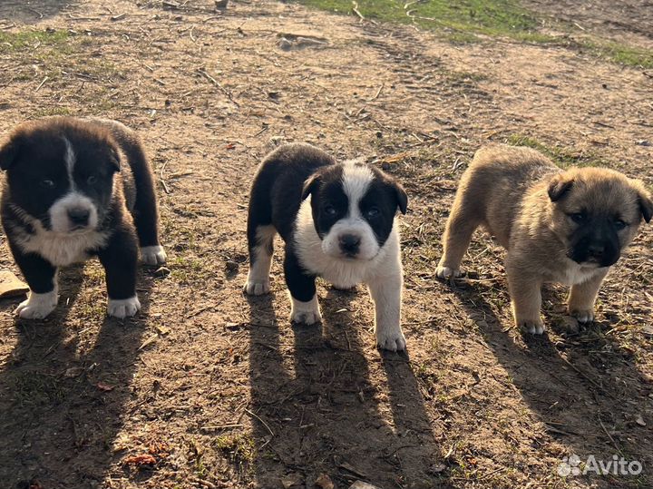 Собаки щенки