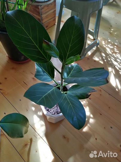 Фикус Бенгальский Андре