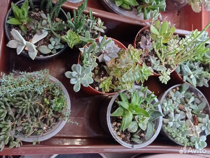 Садики из суккулентов