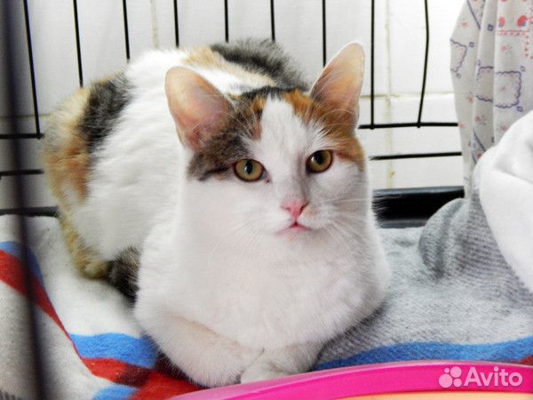 Молодая кошечка Лиза