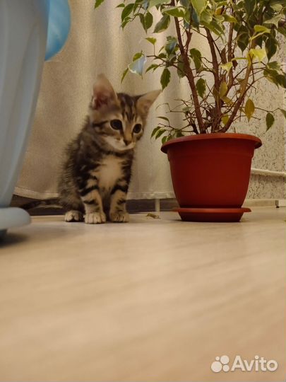 Отдадим котëнка в добрые руки