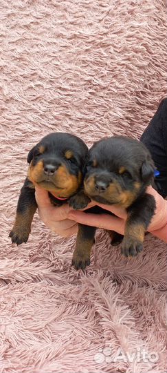 Щенки ротвейлера