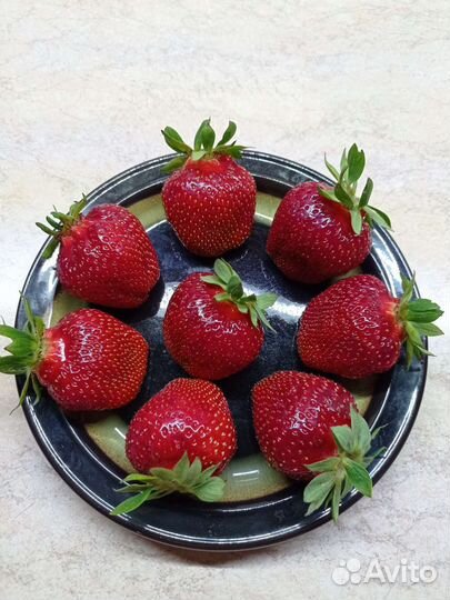 Клубника саженцы