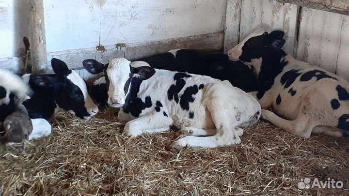 Бычки на откорм