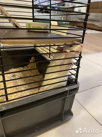 Продаю крыс